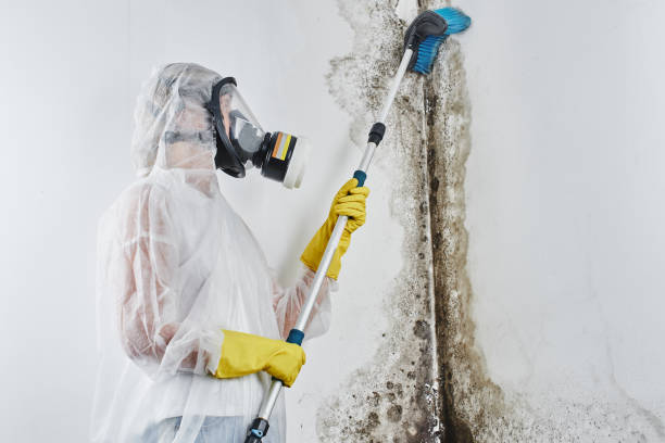Best Commercial Mold Removal  in West Newton, PA