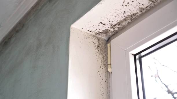 Best Affordable Mold Removal  in West Newton, PA