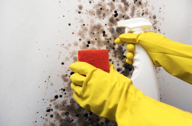West Newton, PA Mold Removal Company