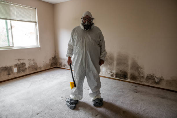Best Black Mold Removal  in West Newton, PA