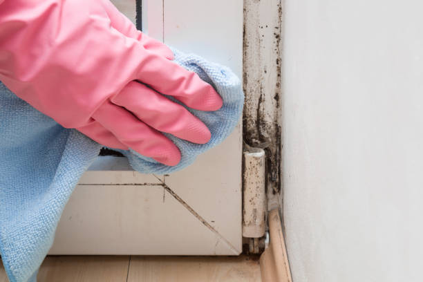 Crawl Space Mold Removal in West Newton, PA
