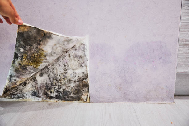 Best Mold Cleaning Services  in West Newton, PA